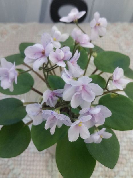 9 aug - ZZ Rob s Boolaroo