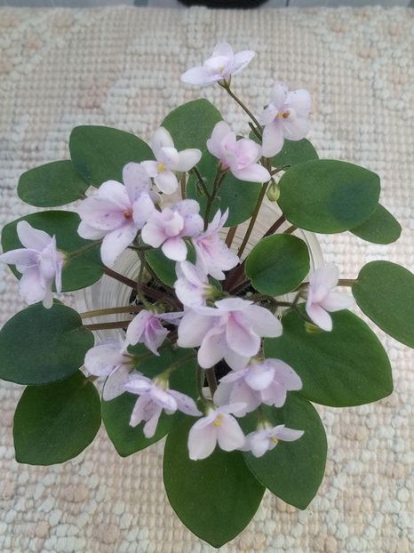 9 aug - ZZ Rob s Boolaroo