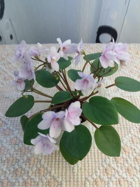 10 august - ZZ Rob s Boolaroo