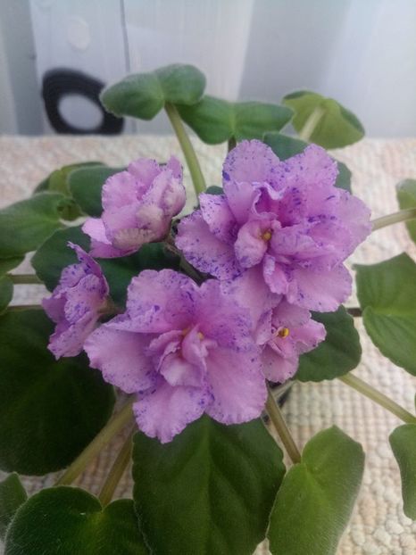 7 iulie - ZZ Kostia s Fantasy