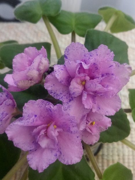 7 iulie - ZZ Kostia s Fantasy