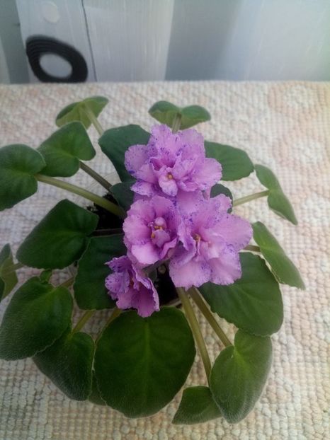 7 iulie - ZZ Kostia s Fantasy