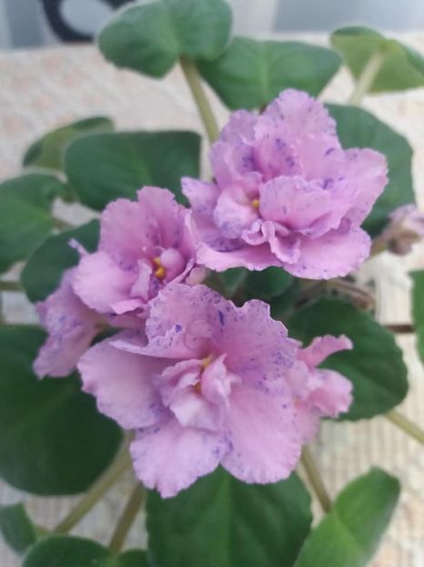 10 august - ZZ Kostia s Fantasy