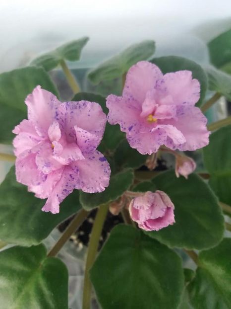 10 august - ZZ Kostia s Fantasy