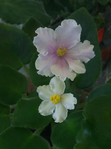 11 august - ZZ RS Zorro sport