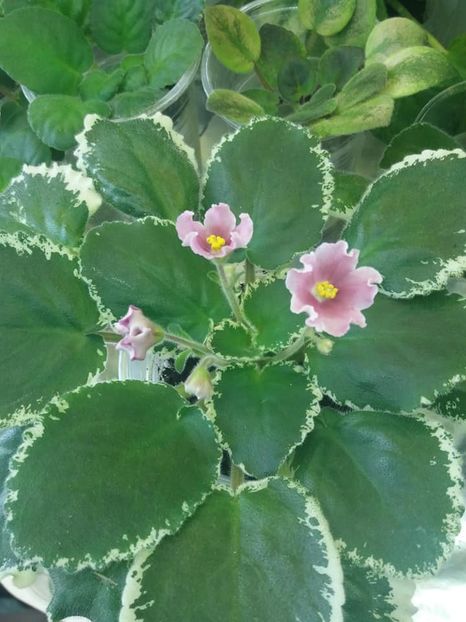 11 august - ZZ LE Karusel