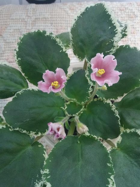 11 august - ZZ LE Karusel