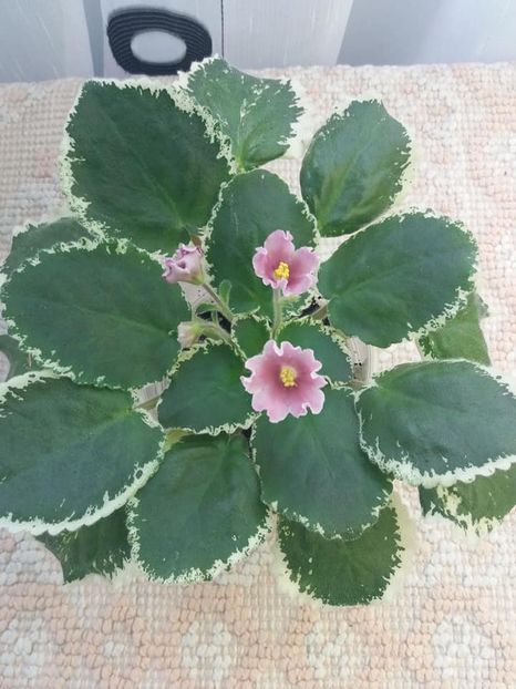 11  aug - ZZ LE Karusel