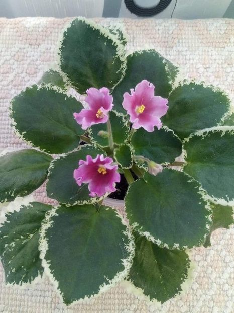 12 august - ZZ LE Karusel