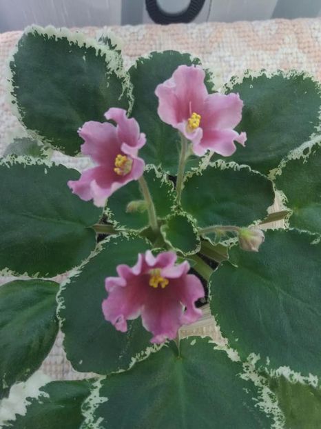 12 august - ZZ LE Karusel