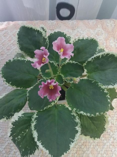 12 august - ZZ LE Karusel