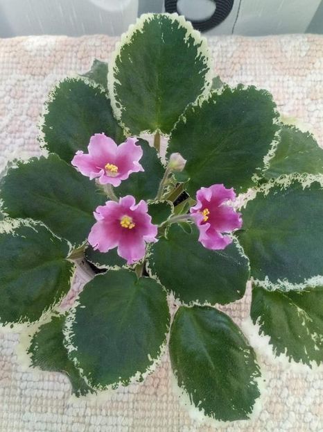 12 august - ZZ LE Karusel