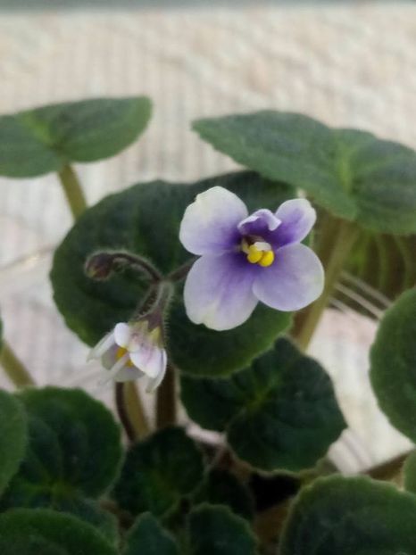 25 iulie - ZZ Velutina lite