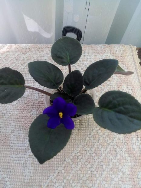 12 august - Afrikanskaia Noch