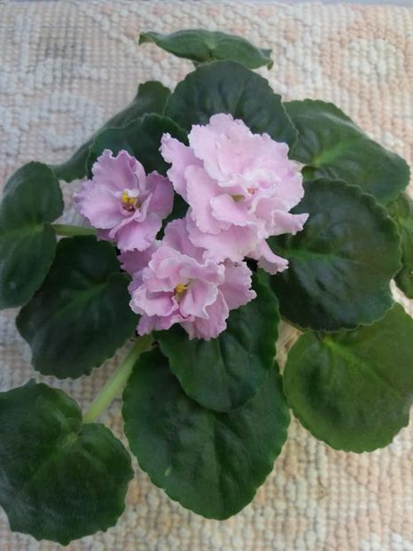 9 aug - ZZ Pink Panthere -Rozovaya Pantera