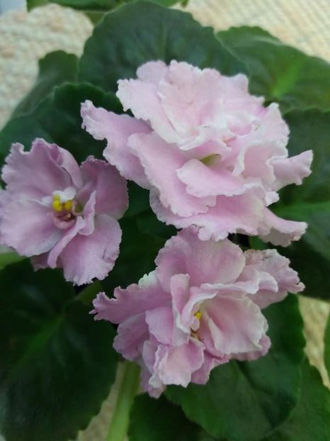 10 august - ZZ Pink Panthere -Rozovaya Pantera