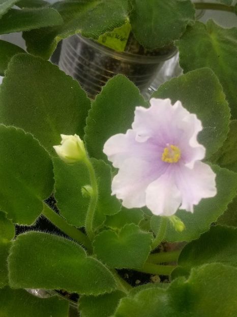 7 aug - ZZ RS Zorro sport