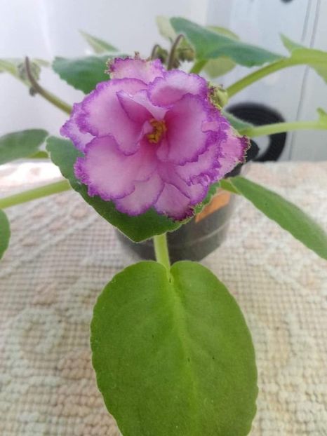 12 august - ZZ Georgia