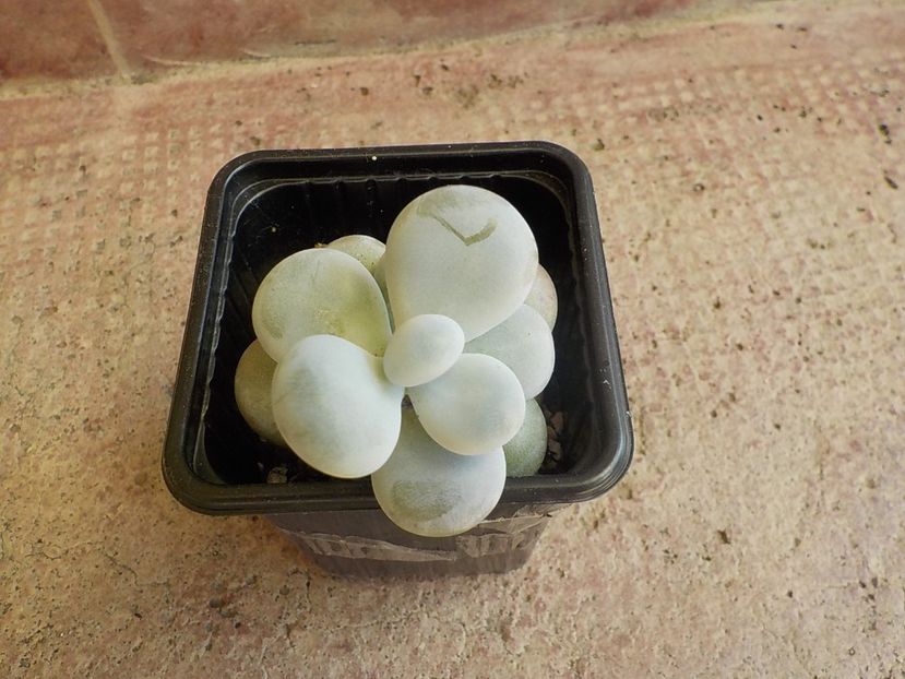  - Genul Graptopetalum