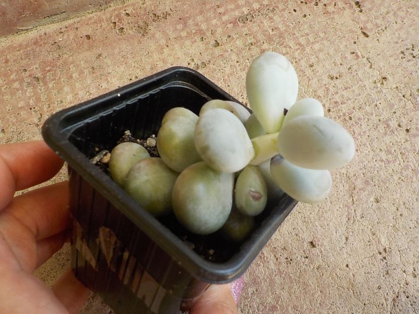  - Genul Graptopetalum