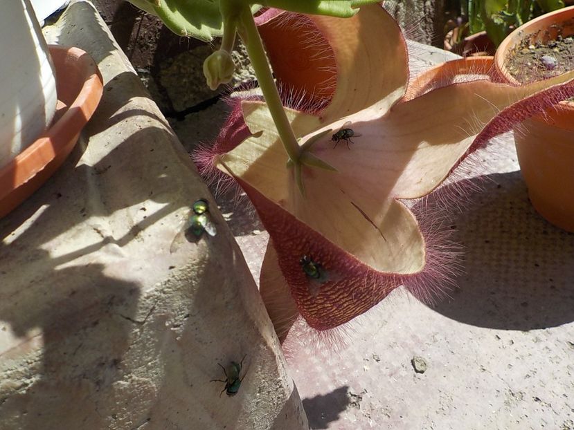  - Flori si insecte