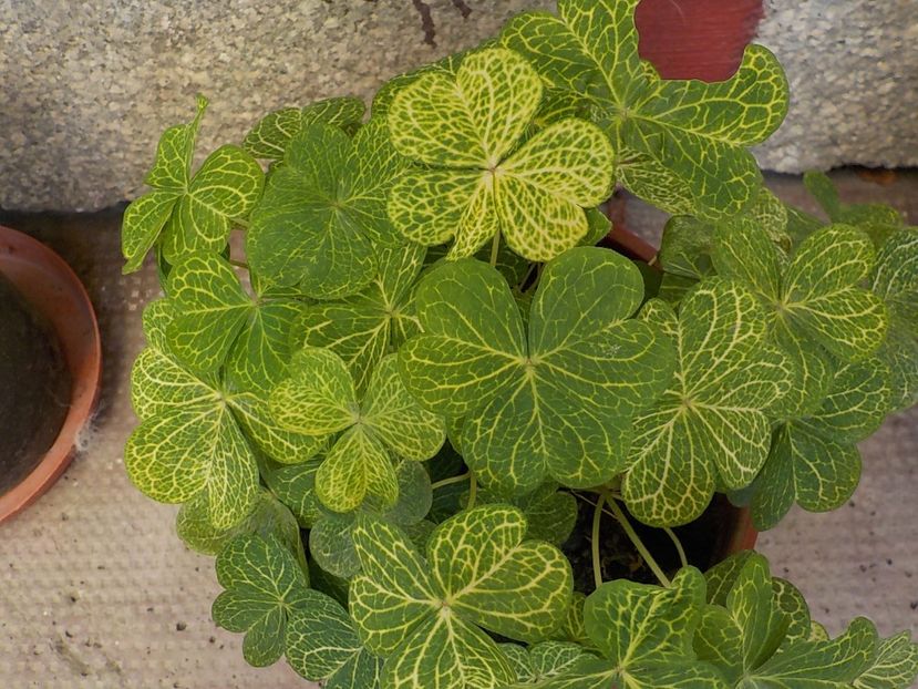  - oxalis