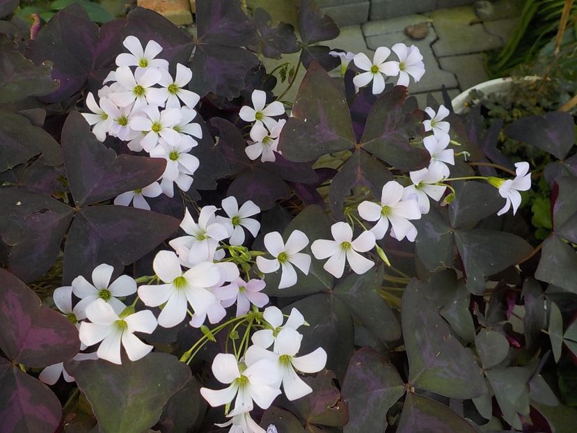  - oxalis triangularis
