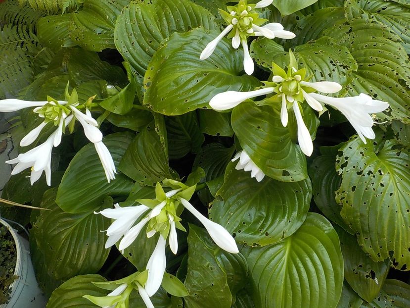  - hosta