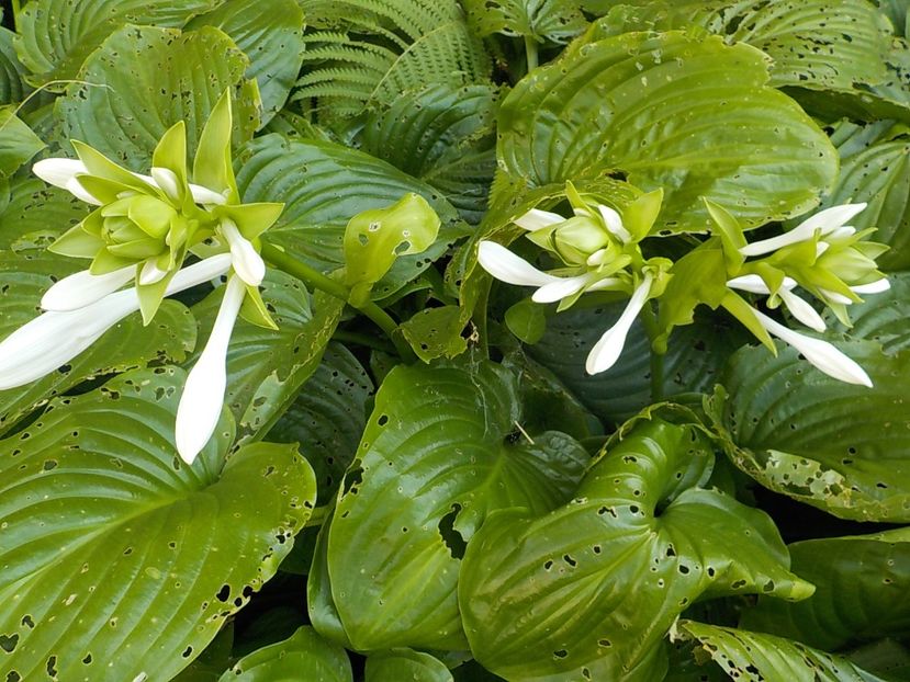  - hosta