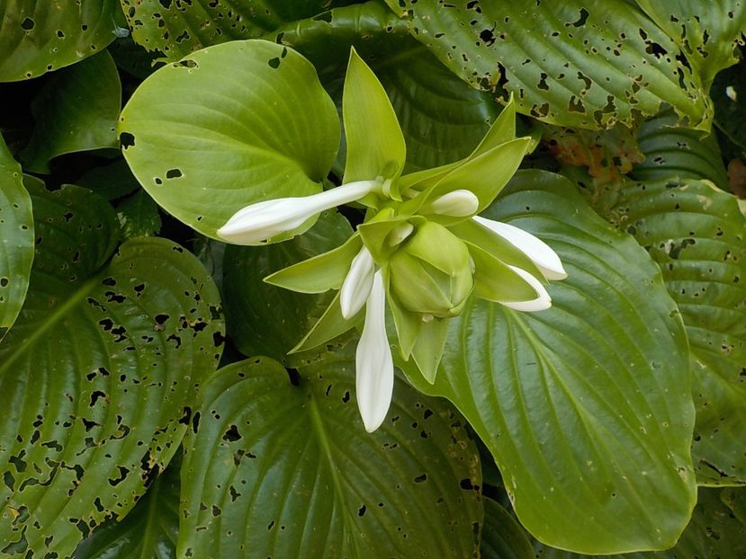  - hosta
