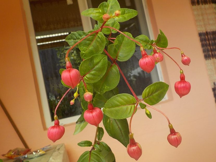  - fuchsii