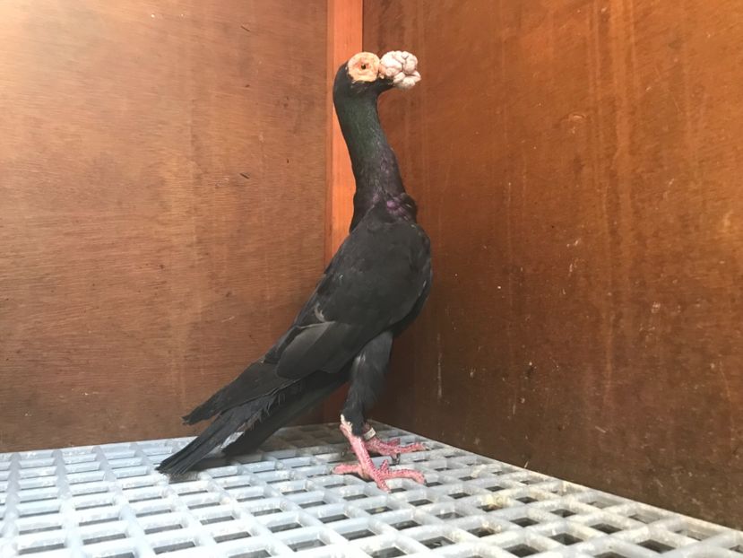 EE9105DC-DEEB-4834-B6AD-B63A84814847 - Carieri