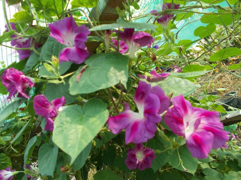  - SEMINTE ZORELE - IPOMOEA DOUBLE - mix