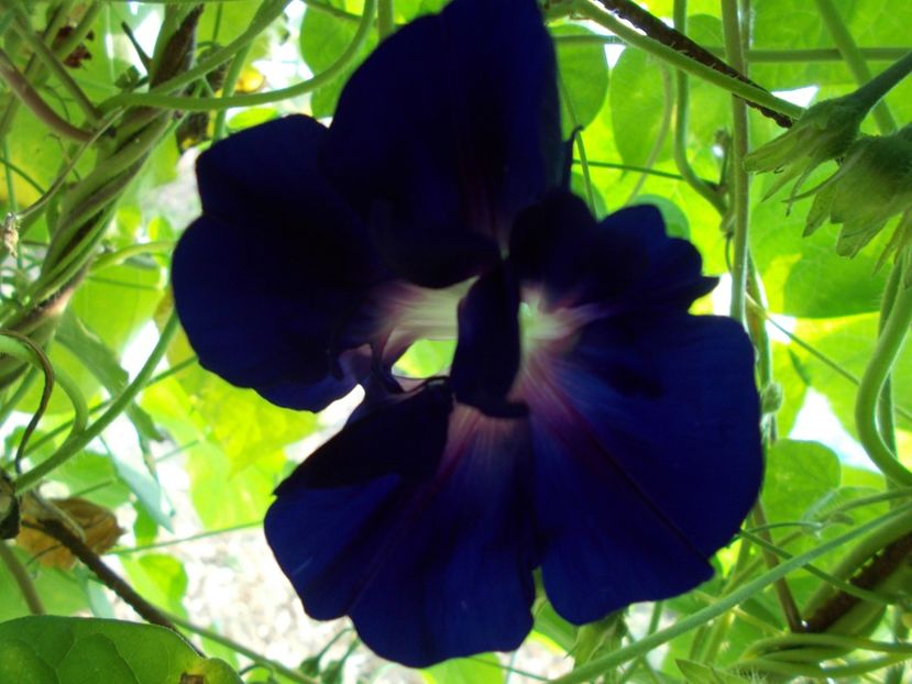  - SEMINTE ZORELE - IPOMOEA DOUBLE - mix