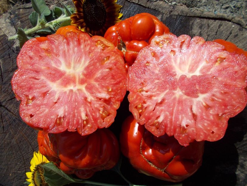  - SEMINTE ROSII - RICCIO DI PARMA