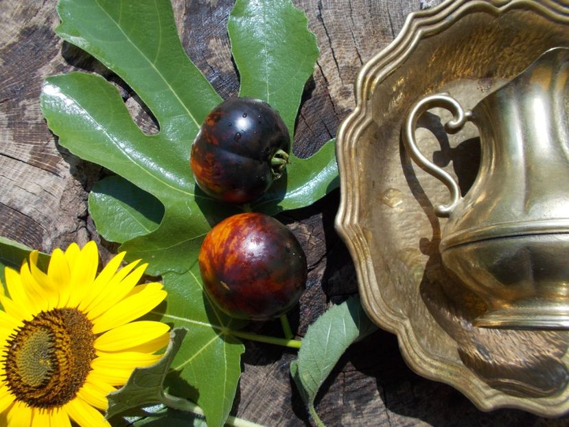  - SEMINTE ROSII - KONIGIN DER NACHT