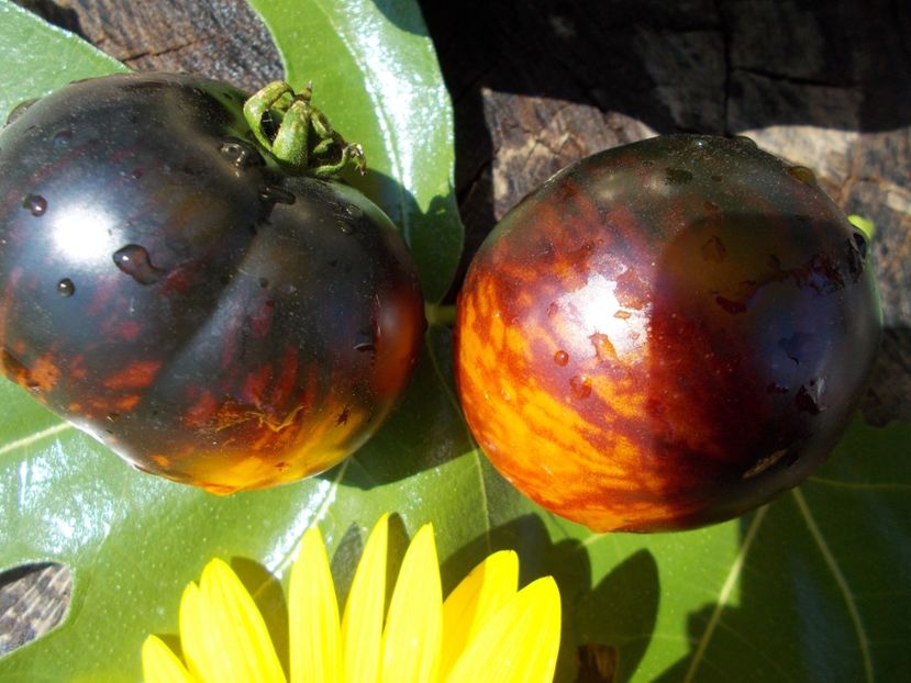  - SEMINTE ROSII - KONIGIN DER NACHT