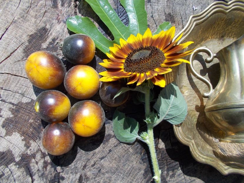  - SEMINTE ROSII CU PUF - WOOLY KATE YELLOW