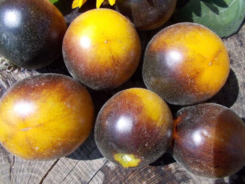  - SEMINTE ROSII CU PUF - WOOLY KATE YELLOW