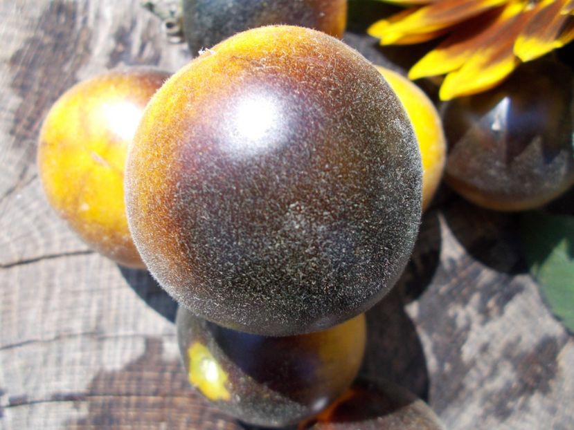  - SEMINTE ROSII CU PUF - WOOLY KATE YELLOW