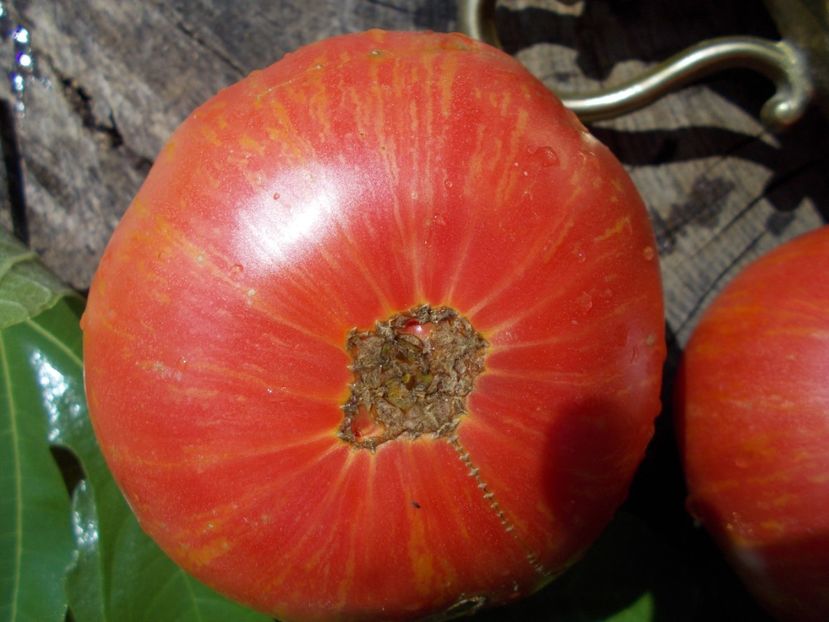  - SEMINTE ROSII - PURPLE PASSION