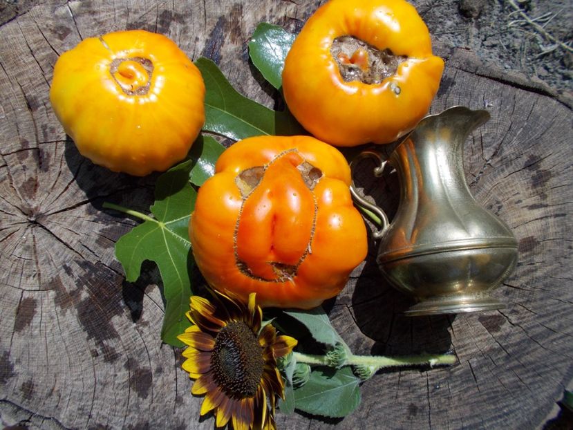  - SEMINTE ROSII - OLD GERMAN STRIPED