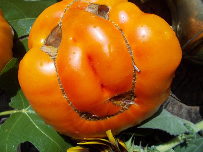  - SEMINTE ROSII - OLD GERMAN STRIPED