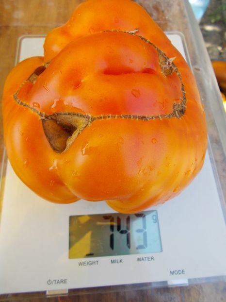  - SEMINTE ROSII - OLD GERMAN STRIPED