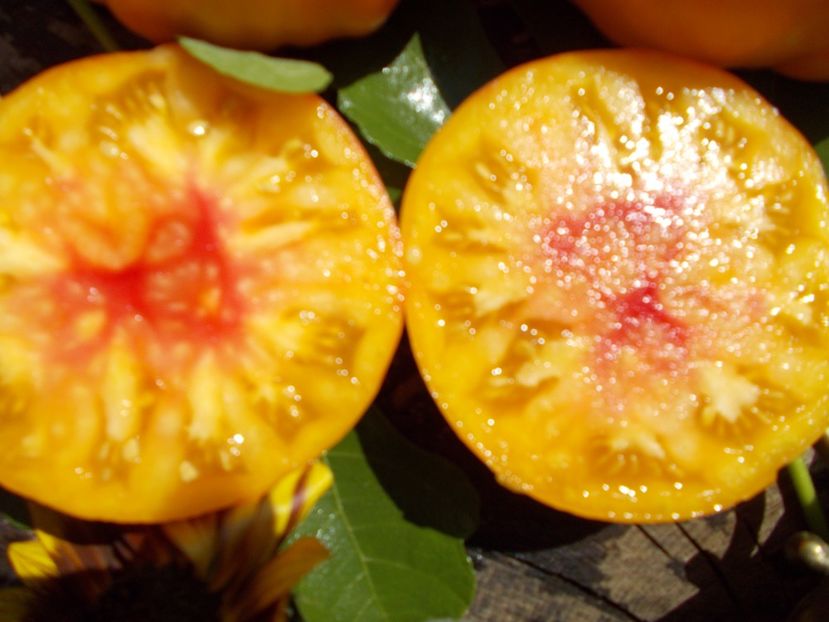  - SEMINTE ROSII - OLD GERMAN STRIPED