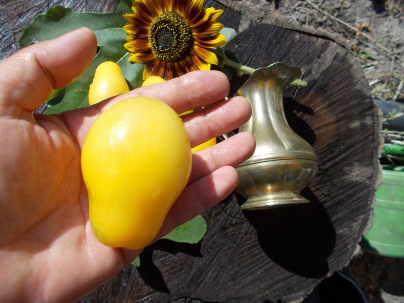  - SEMINTE ROSII - POIRE BLANCHE