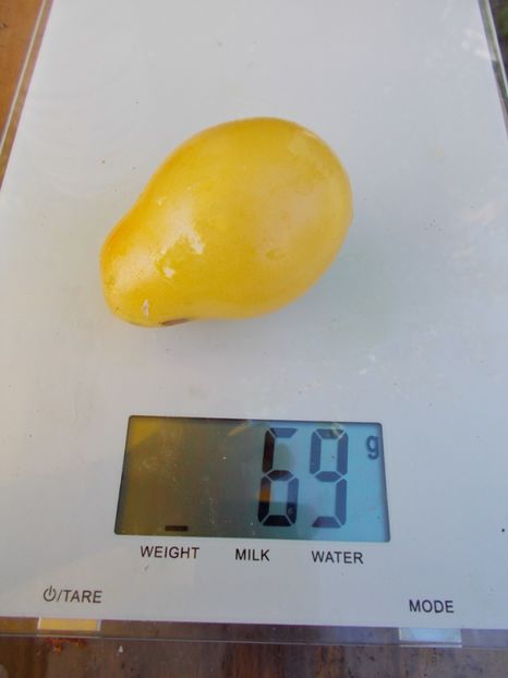  - SEMINTE ROSII - POIRE BLANCHE