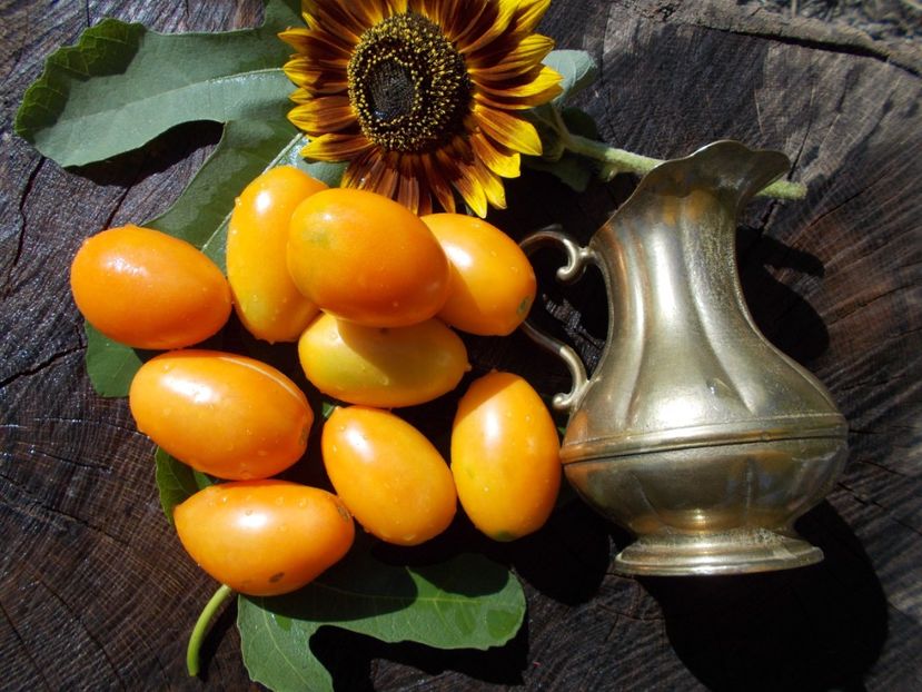  - SEMINTE ROSII - ORANGE ICICLE