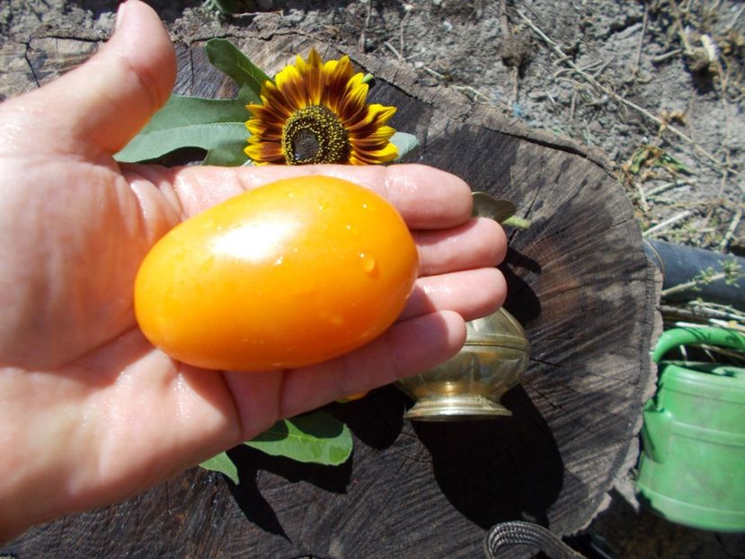  - SEMINTE ROSII - ORANGE ICICLE