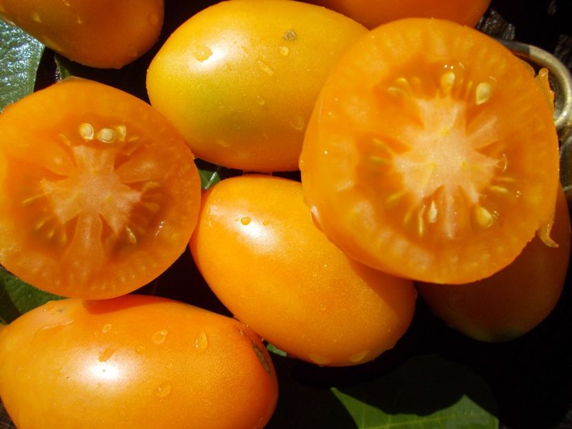  - SEMINTE ROSII - ORANGE ICICLE